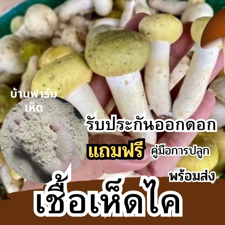 เชื้อเห็ดไค-เชื้อเห็ด-แบบผงเข้มข้น-ผลิตจากดอกแก่100-ผสมรำอ่อน-รับประกันออกดอก