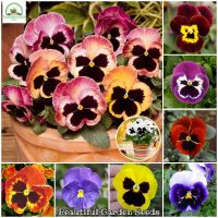 เมล็ดพันธุ์ ดอกแพนซี่ บอนสี Pansy Mixed Seeds Flower Seeds for Planting Flowers บรรจุ 100 เมล็ด ต้นดอกไม้สวยๆ เมล็ดบอนสี เมล็ดดอกไม้ พันธุ์ดอกไม้ ต้นไม้ประดับ ต้นไม้ฟอกอากาศ ดอกไม้จริง แต่งสวน ต้นไม้หายาก บอนไซ เมล็ดพันธุ์แท้ 100% ปลูกง่าย ปลูกได้ทั่วไทย