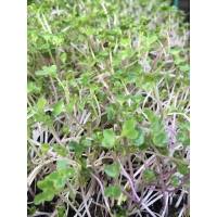 เมล็ด ไมโครกรีน Kale Microgreen บรรจุ 500 เมล็ด