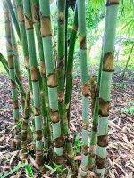 ลดราคาถูกพิเศษ 100 เมล็ด ไผ่ข้าวหลามกาบแดง TINWA BAMBOO ไผ่ปล้องยาว ชื่ออื่นว่า ไม้ข้าวหลาม ขุยป้าง ว่าบลอ ไผ่เผาข้าวหลาม เมล็ดพันธุ์