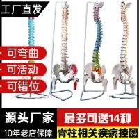 Human spine model bonesetting color vertebral nerve bone big adult spine 1:1 with pelvic bending mould