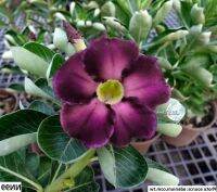 10 เมล็ด เมล็ดพันธุ์ ชวนชม สายพันธุ์ไต้หวัน สีม่วง Adenium Seeds กุหลาบทะเลทราย Desert Rose ราชินีบอนไซ มีคู่มือปลูก นำเข้าจากไต้หวัน