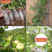 (1กิ่งตอน) กิ่งตอน สาลี่เขียว พันธุ์ โตโตริ Tottori pear สาลี่ ต้นสาลี่ / พิสุทธิ์