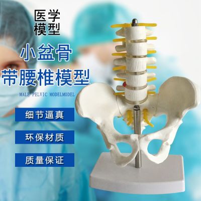 Small medical human hip male pelvic model with five lumbar sacral coccygeal vertebra bone model