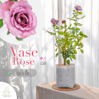 Vase Rose (กุหลาบ เวส​)​ สายพันธุ์หายาก - ต้นใหญ่ ถุง 8 นิ้ว / สูง 60-70 ซม. / ไม้ประดับ ไม้ดอก (ต้นไม้)