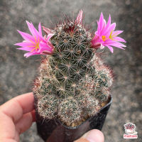 ยอดฮิต แมมหนามตะขอ Mammillaria Beneckei แคคตัส เพชร cactus&amp;succulent ขายดี ต้นไม้ ฟอก อากาศ กระถาง ต้นไม้ ไม้ ประดับ ต้นไม้ ปลูก ใน บ้าน