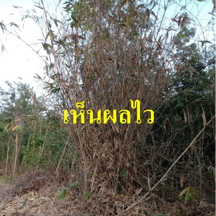 สารกำจัดต้นไผ่-สารฆ่ากอไผ่-สำหรับใช้กำจัดไผ่-ทุกสายพันธุ์-ไม่เป็นอันตรายต่อคนและสัตว์-ไม่ได้ผลยินดีคืนเงิน-น้ำหนัก-1-กฺิโลกรัม