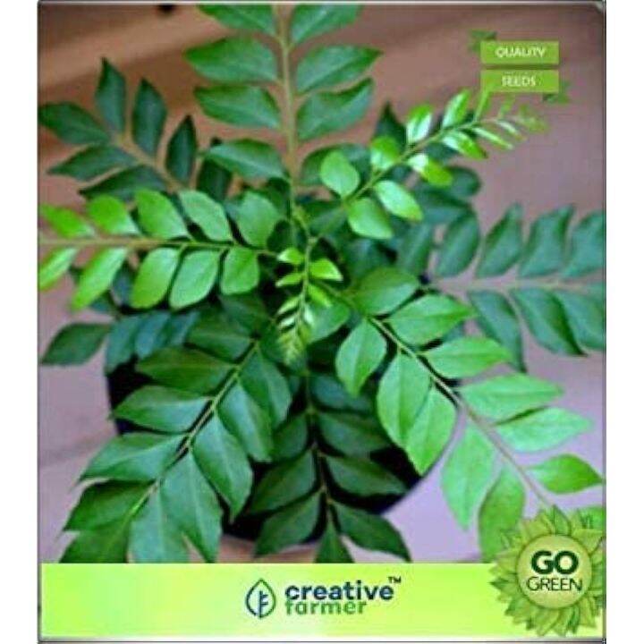Seeds For Curry Leaves Seeds for Curry Leaves Plant Seeds Seed Lazada