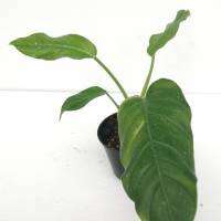 ฟิโลเดนดรอนดีเฟล็กซั่ม Philodendron deflexum ฟิโลใบสามเหลี่ยม เลี้ยงง่าย โตเร็ว