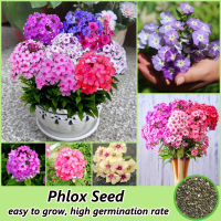 ไทยแลนด์สปอต 200เมล็ด/ห่อ คละสี บอนสี เมล็ดพันธุ์ ต้นฟลอกส Phlox Flower Seeds for Planting Plants เมล็ดดอกไม้สวย ต้นไม้ประดับ ต้นไม้มงคล พันธุ์ไม้หายาก ไม้ประดับ แต่งบ้านและสวน เมล็ดพันธุ์พืช เมล็ดบอนสี ดอกไม้ปลูก พันธุ์ดอกไม้ ปลูกง่าย ปลูกได้ทั่วไทย