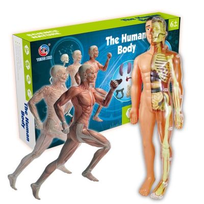 Childrens toys simulation trunk structure organs internal heart anatomical skeleton skeleton model medical AIDS