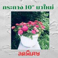 กระถางต้นไม้พลาสติก พลาสติกเนื้อหนา ขนาด 10 นิ้ว สไตล์โมเดิร์น เหมาะกับการปลูกต้นไม้สวยงาม ดอกไม้ ผักสวนครัว เหมาะกับบ้านและสวนของคุณ