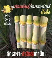 ท่อนพันธุ์ อ้อยสิงคโปร์น้ำผึ้ง (10 ข้อตา)(คัดเฉพาะลำใหญ่มากๆ) อ้อยคั้นน้ำ สายพันธุ์พ่อเป่ จ.ร้อยเอ็ด