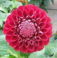 1 หัว/ออเดอร์ รักเร่ Dahlia Bulb สายพันธุ์ Red Ball หัวรักเร่ ดอกไม้ หัวหน่อ เหง้า นำเข้า เนเธอร์แลน หัวสด