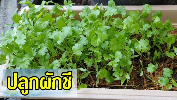 เมล็ดพันธุ์ผักชีไทย-แพ็กล่ะ-50-100-เมล็ด-ซื้อ3แถม1