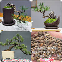 เก็บเงินปลายทาง COD 50 แคปซูลต่อแพ็ค Japanese White Pine Pinus Plant Seeds เมล็ดพันธุ์แท้100% เมล็ดพันธุ์ ต้นไม้ประดับ ไม้ประดับ เมล็ด ต้นไม้ตกแต่ง Plants ของแต่งสวน แต่งสวน อุปกรณ์แต่งสวน อัตราการงอกสูง ปลูกได้ทั่วไทย ในสต็อกในประเทศไทย