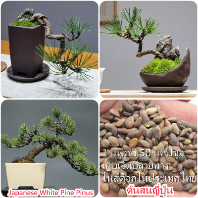 เก็บเงินปลายทาง COD 50 แคปซูลต่อแพ็ค Japanese White Pine Pinus Plant Seeds เมล็ดพันธุ์แท้100% เมล็ดพันธุ์ ต้นไม้ประดับ ไม้ประดับ เมล็ด ต้นไม้ตกแต่ง Plants ของแต่งสวน แต่งสวน อุปกรณ์แต่งสวน อัตราการงอกสูง ปลูกได้ทั่วไทย ในสต็อกในประเทศไทย