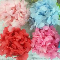 5g Eternal Gradient Hydrangea DIY Nails Dried Flowers Epoxy Resin Material Home Decor Wedding Decoration Backdrop Flower Wall