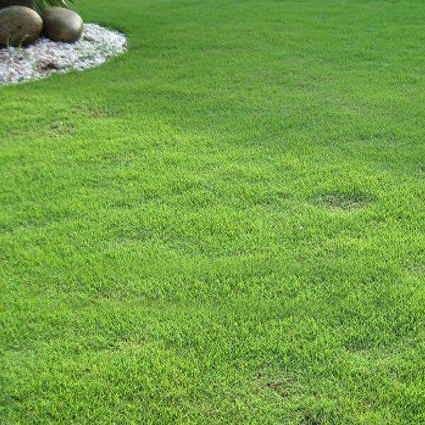 Bermuda grass seed. Garden grass seeds. Golf green seeds. Football
