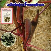 กระเจี๊ยบมอญ ฝักแดง Red Burgundy Okra Seed กระเจี๊ยบเขียวฝักแดง นำเข้าจากต่างประเทศ เมล็ดพันธุ์ (ซื้อ 10 แถม1 คละได้)