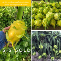 กิ่งพันธุ์แก้วมังกรเหลืองออสเตรีย Isis Golden ( Golden Isis Dragon Fruit Yellow )