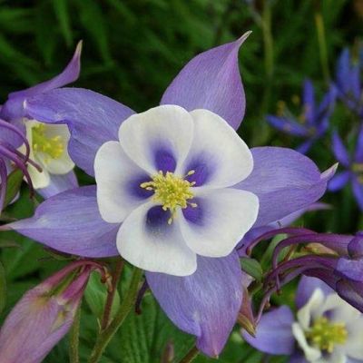 20 เมล็ดพันธุ์ เมล็ด ดอกโคลัมไบน์ (Columbine) เป็นดอกไม้ประจำรัฐ Colorado Columbine flower Seed อัตราการงอกสูง 70-80%