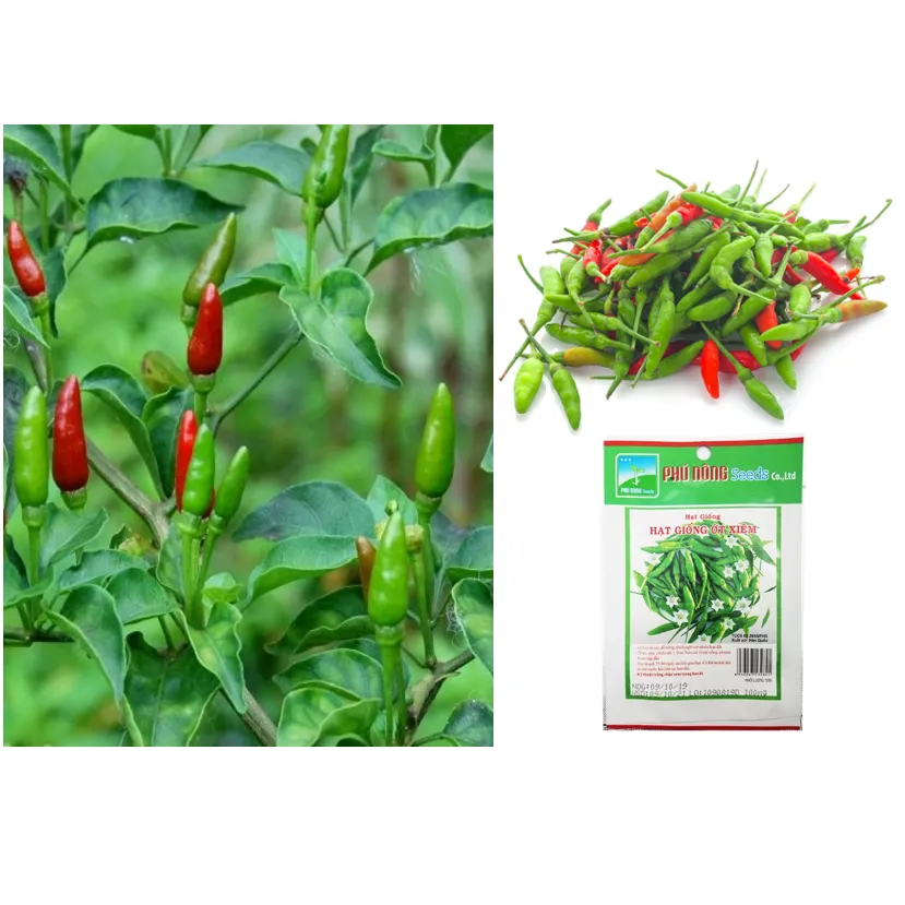 Cách trồng ớt siêu dễ tại nhà cho trái quanh năm