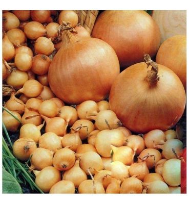 100 เมล็ด เมล็ดหอมหัวใหญ่ สายพันธุ์ หอมใหญ่ ยูเรก้า Eureka ของแท้ 100% อัตรางอก 70-80% Onion seeds มีคู่มือปลูก