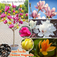 【ขายเมล็ดพันธุ์ ห่อละ 30-40 เมล็ด】แมกโนเลีย Chinese Magnolia Flower Seeds Easy-growing บอนสีหายากไทย ต้นไม้มงคลสวยๆ ดอกไม้ เมล็ดพันธุ์ บอนสี บอลสีชนิดต่างๆ บอนสีหายาก ต้นไม้ฟอกอากาศ Plants Seed เมล็ดบอนสี กล้วยด่าง บอนสีสวยๆหายาก เมล็ดดอกไม้ ของแต่งบ้าน