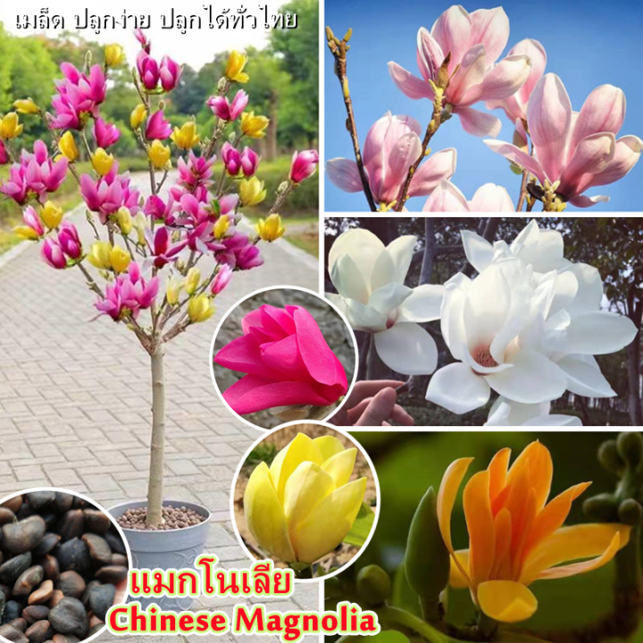 ขายเมล็ดพันธุ์ ห่อละ 30-40 เมล็ด】แมกโนเลีย Chinese Magnolia Flower Seeds  Easy-Growing บอนสีหายากไทย ต้นไม้มงคลสวยๆ ดอกไม้ เมล็ดพันธุ์ บอนสี บอลสีชนิด ต่างๆ บอนสีหายาก ต้นไม้ฟอกอากาศ Plants Seed เมล็ดบอนสี กล้วยด่าง  บอนสีสวยๆหายาก เมล็ดดอกไม้ ของแต่ง ...