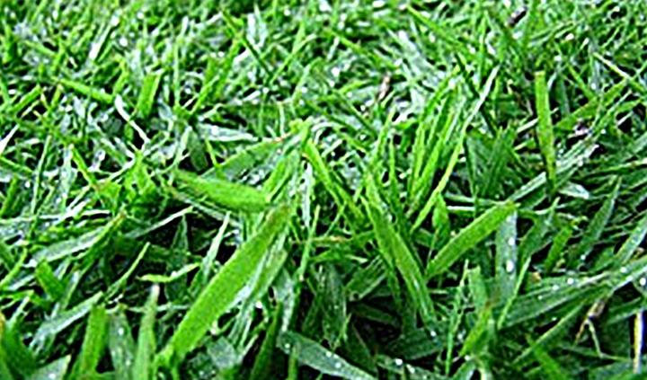 ขายส่ง-100-กรัมหรือ-1-ขีด-เมล็ดหญ้าญี่ปุ่น-japanese-lawn-grass-หญ้าปูสนาม-สนามหญ้า-พืชตระกูลหญ้า-เมล็ดพันธ์หญ้า-ชนิดหญ้า-สนามหญ้าและสวน