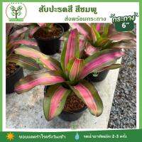 สับปะรดสี สีชมพู Neoregelia Pink on the Inside ส่งพร้อมกระถาง 6 นิ้ว สับปะรดสีใหญ่ สับปะรดสีทนแดด สับปะรดสีสวยๆ