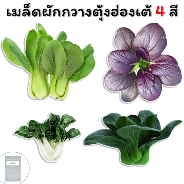 เมล็ดผักกวางตุ้งฮ่องเต้-4-สี-4-colors-pak-choi-seeds-ฮ่องเต้ม่วง-บล็อคฉ่อย-ฮ่องเต้เซี่ยงไฮ้