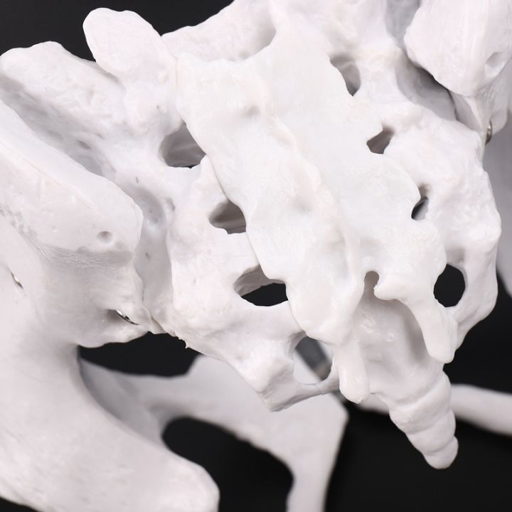 female-anatomy-pelvis-pelvic-skeleton-throat-anatomical-anatomy-skull-sculpture-head-body-model