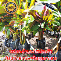 พันธุ์คล้าหลังแดง (Bent alligator-flag) ราคาต่อ 1 กอ ต้นคล้าหลังแดง สูง 60-80 cm. (จำกัด1กอ/1กล่องนะคะ)