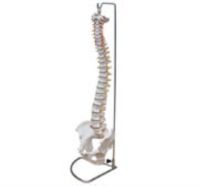 Kang Yi brand KAY - X105 natural big spine with pelvic model of human spine bone model