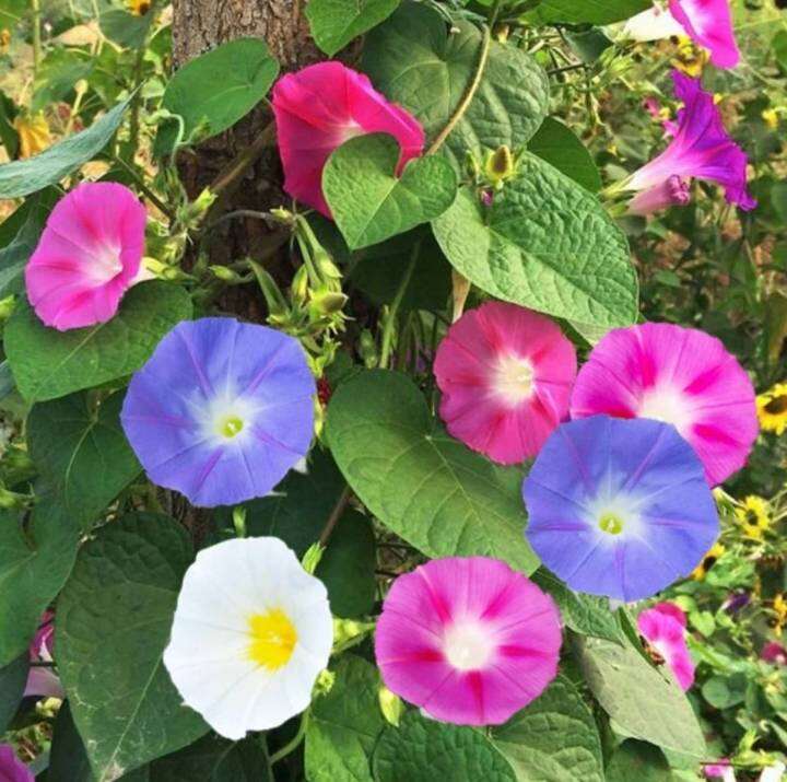 มอร์นิ่งกลอรี่-เมล็ดพันธุ์มอร์นิ่งกลอรี่คละสี-morning-glory-mix-colour-seed-บรรจุ-5-เมล็ด-10-บาท