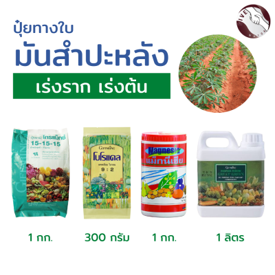 #จัดส่งฟรี#เซทปุ๋ย มันสำปะหลัง #เร่งราก #เร่งต้น ต้นโตเต็มไว #รากแข็งแรง #ผลผลิตดี #ปุ๋ยกิฟฟารีน ของแท้