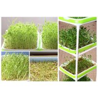 Hot Sale 60 Seeds Sprouting Tray Holder Soil free Planter Seedlings Pot Hydroponic Container