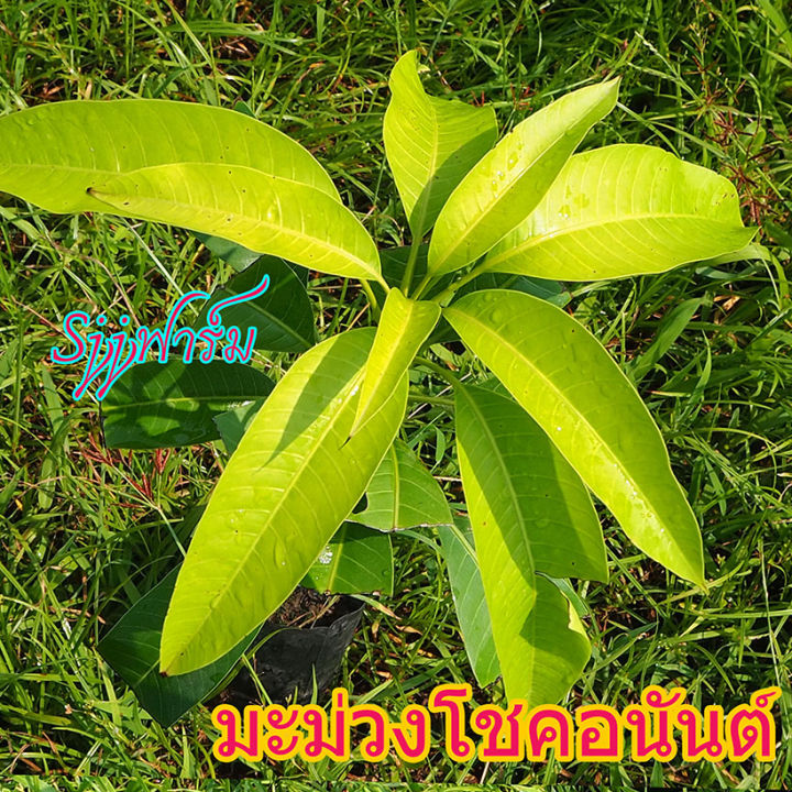 มะม่วงออกผลตลอดปี-สายพันธุ์โชคอนันต์-ต้นเสียบยอด-ขนาดต้นที่สูง-45-50-ซม-ขึ้นไป-ปลูก-ปีกว่าๆออกผล-มีต้นพร้อมส่ง