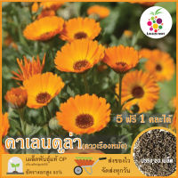 ซื้อ5 แถม1 เมล็ดพันธุ์ ดอกคาเลนดูล่า (ดาวเรืองหม้อ ดอกไม้กินได้) 20 เมล็ด (Calendula Flower Seed) เมล็ดพันธุ์แท้ ปลูกง่าย อัตรางอกสูง