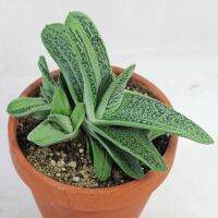 HOT** (jiswn)Gasteria Little Warty 10-12cmแกสทีเรียกราชิลิสเบเคอกุหลาบหินนำเข้า ไม้อวบน้ำ Succulents (ไลทอป Lithops แคคตัส) ส่งด่วน พรรณ ไม้ น้ำ พรรณ ไม้ ทุก ชนิด พรรณ ไม้ น้ำ สวยงาม พรรณ ไม้ มงคล