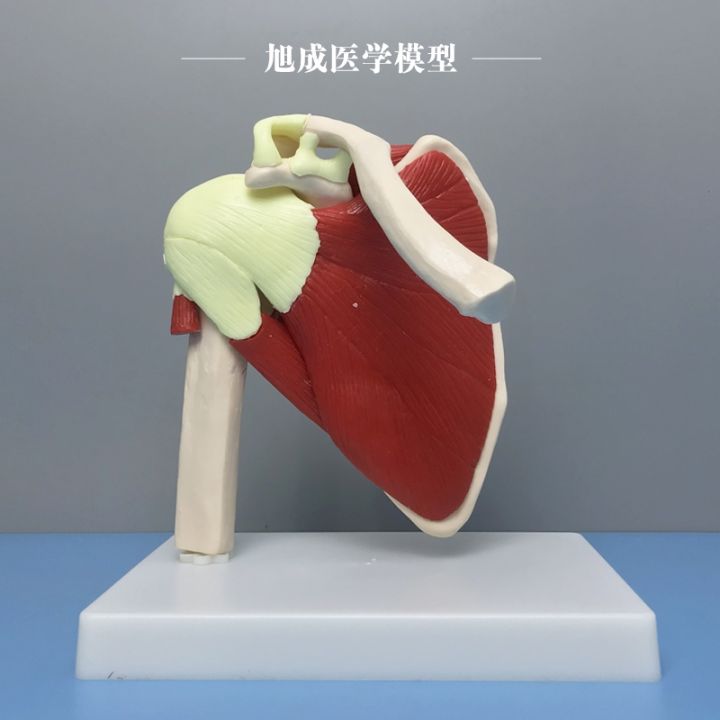 human-body-joint-model-bone-elbow-wrist-ankle-bone-shoulder-knees-hip-bone-attached-ligaments-muscle-medical-teaching-toys