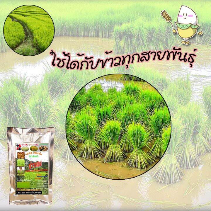 พร้อมส่ง-หัวเชื้ออาหารพืชฉีดพ่นทางใบ-1-ซอง-200-กรัม-สำหรับข้าว-หัวเชื้อเร่งดอก-38