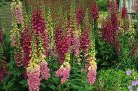 เมล็ดพันธุ์ ดอกฟ๊อกเลิฟ ดิจิทาลิส digitalis purpurea foxglove excelsior 1000 เมล็ด เมล็ดพันธุ์นำเข้าจาก อังกฤษ