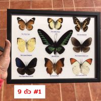 กรอบรูปผีเสื้อสต๊าฟ 9 ตัว #1 Real Butterfly Frame กรอบรูปติดผนัง กรอบรูปไม้ ผีเสื้อจริง เพื่อการเรียนรู้ ของสะสม ของตกแต่งบ้าน