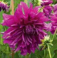 1 หัว/ออเดอร์ รักเร่ Dahlia สายพันธุ์ Purple Plate หัวรักเร่ ดอกไม้ หัวหน่อ นำเข้า เหง้า เนเธอร์แลน หัวสดใหม่