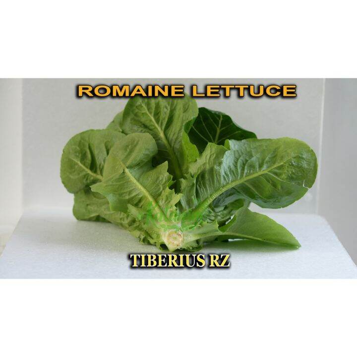 Tiberius Romaine Rz Lettuce Seeds Katanim Repacked 100 Seeds Lazada Ph 8479