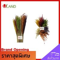 Uland รวงข้าวแห้ง รวงข้าวประดับ รวงข้าวของจริง รวงข้าวจริง ใช้ประดับตกแต่งเพื่อความสวยงาม