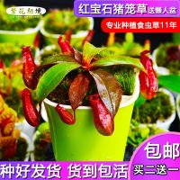 [COD] flytrap ultra-big mouth flutter grass insectivorous plant man-eating flower nepenthes sundew bottle combination mosquito repellent